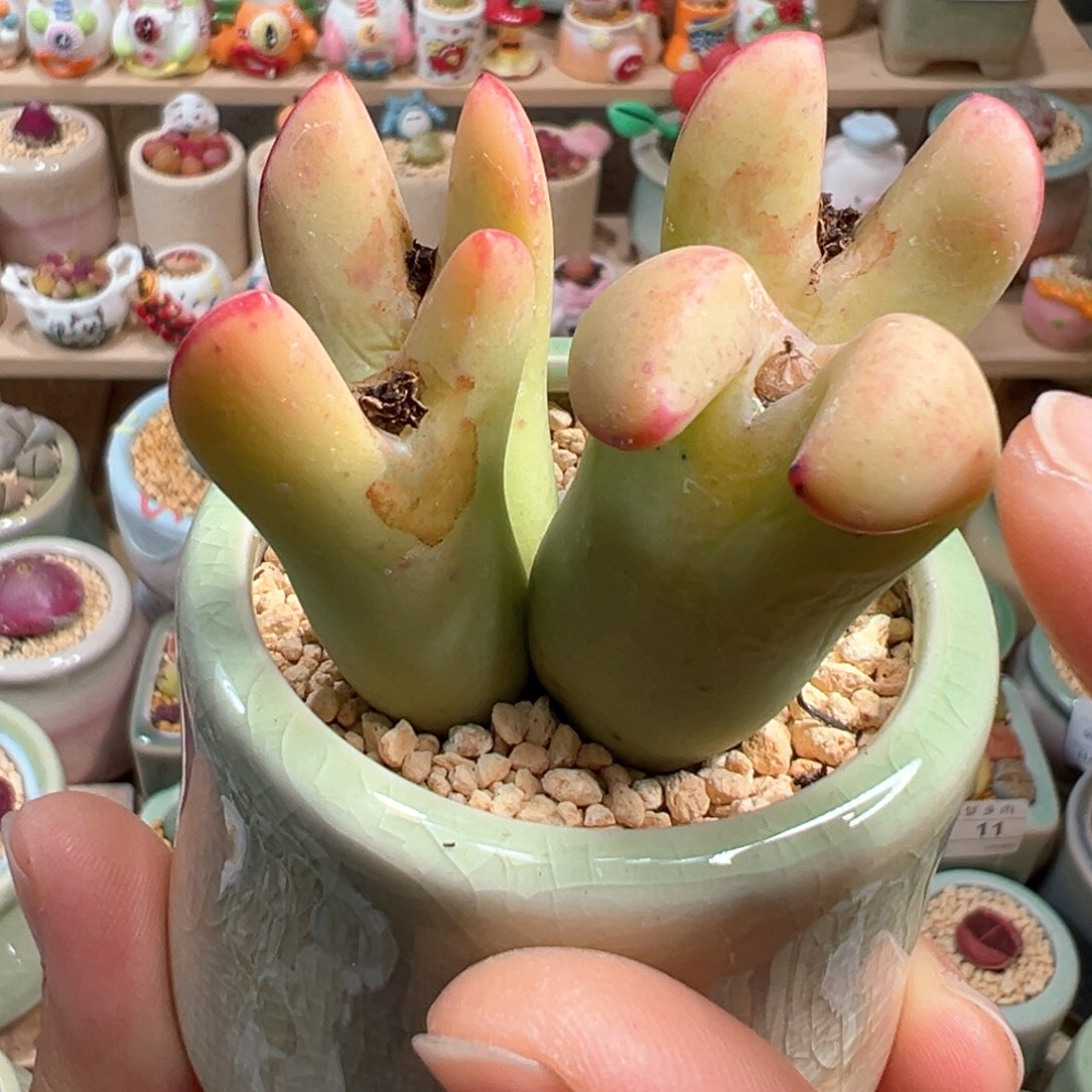 多肉植物71号巨型少将