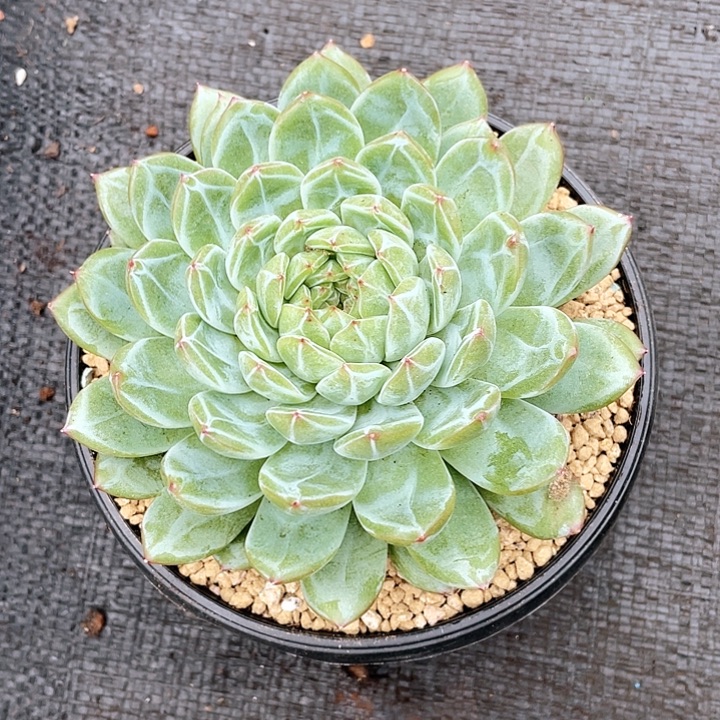 无花朵大单头珍妮16