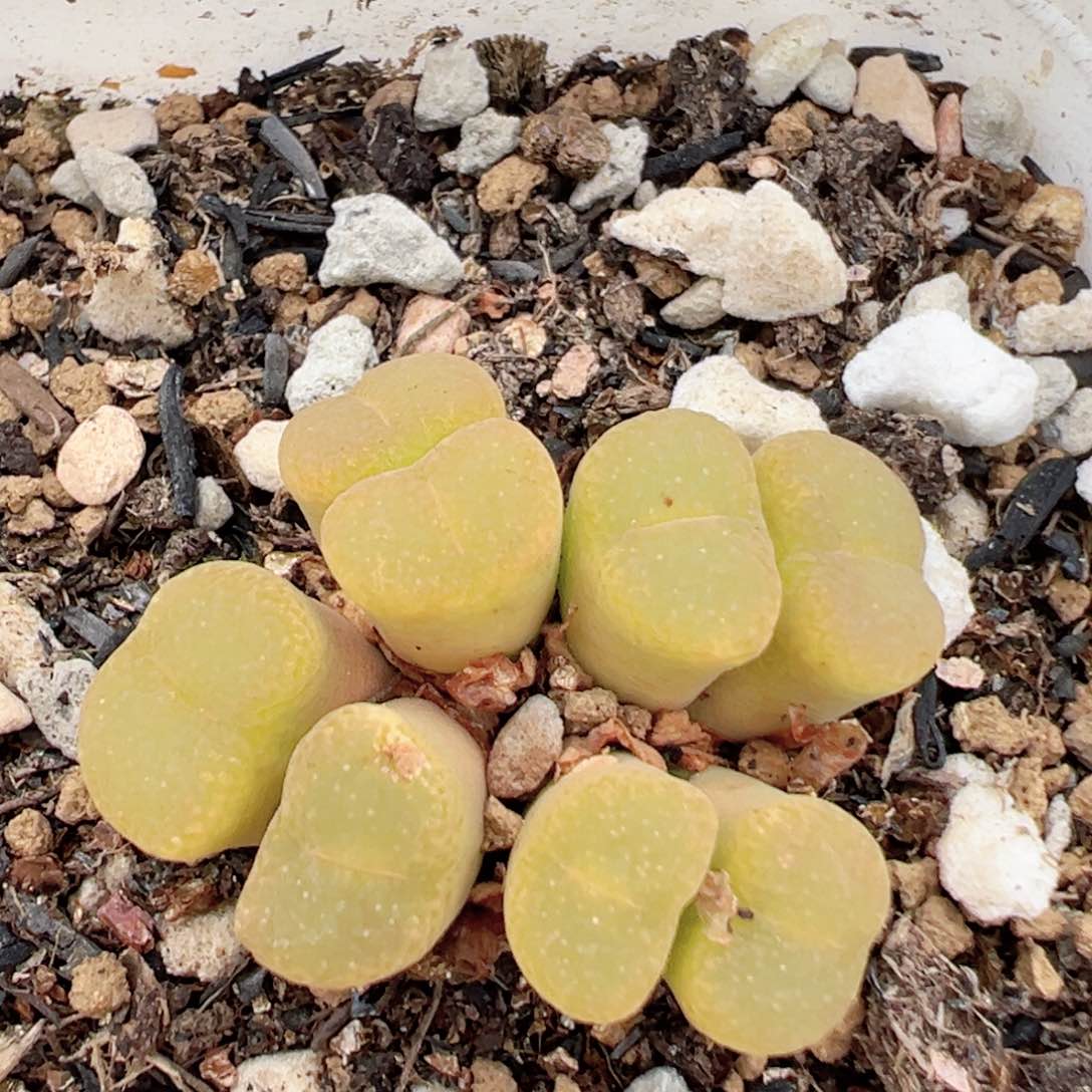 100多肉植物百科知识
