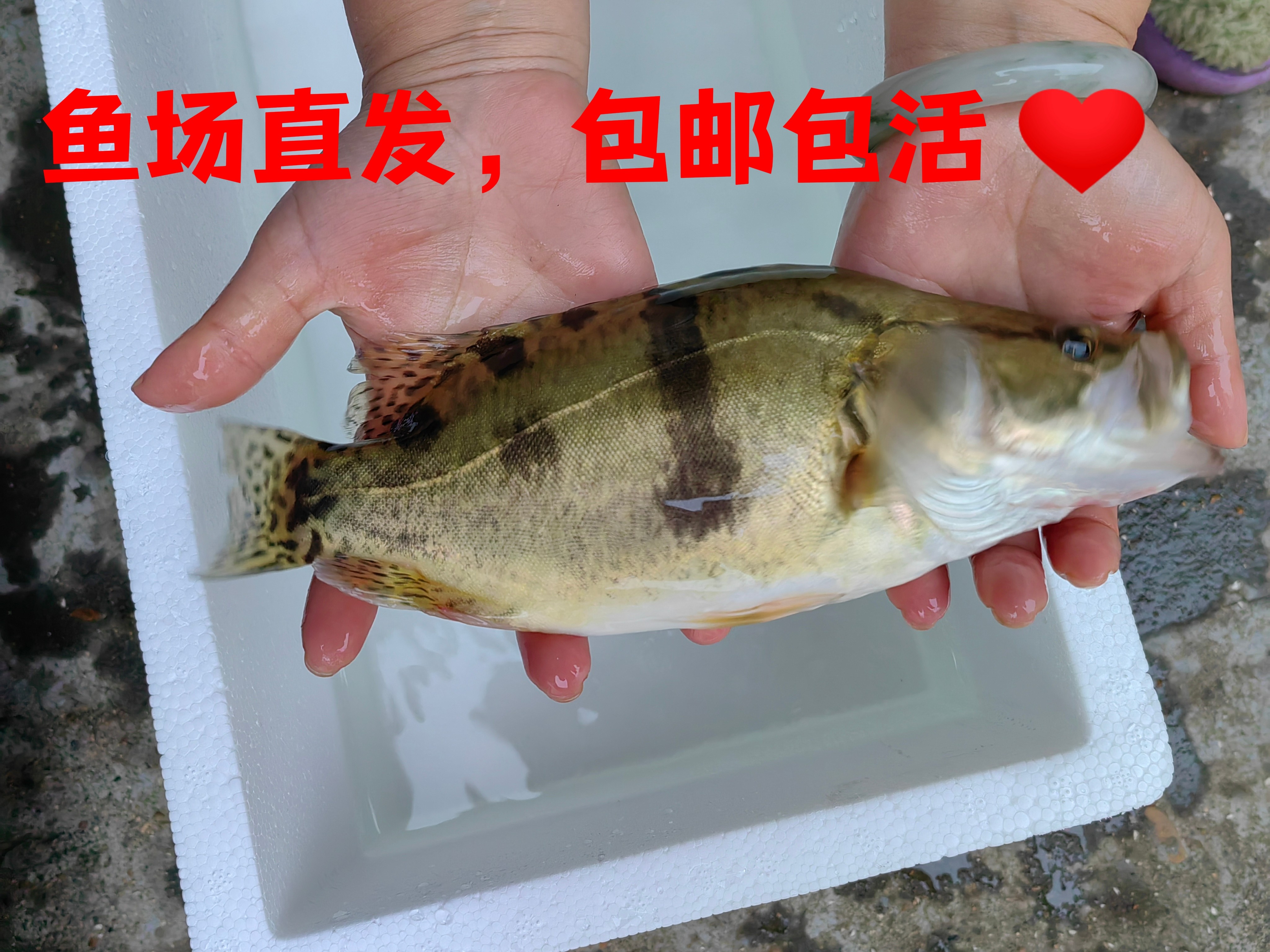 鳜鱼 桂鱼 广温鱼 淡水鱼 中通快递 包邮包活