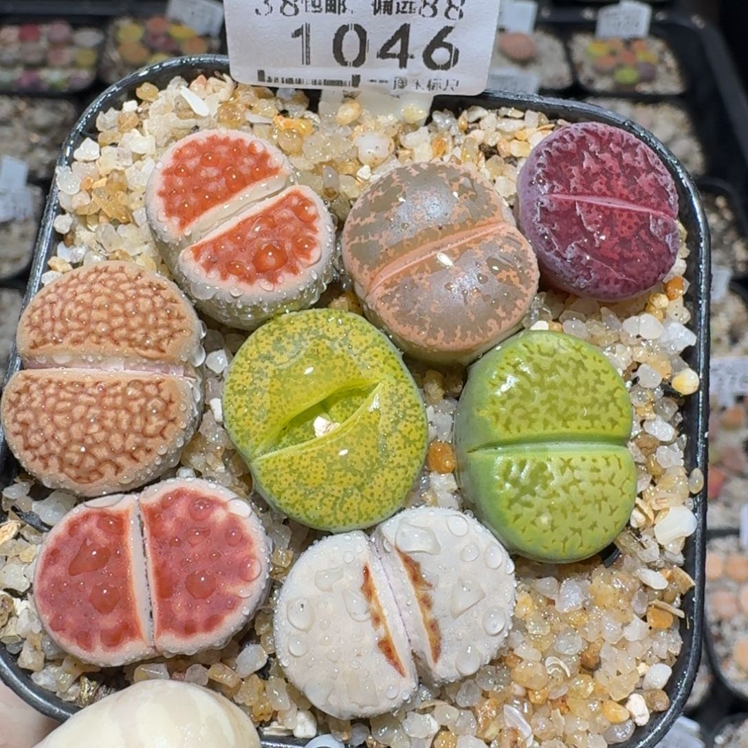 Zzz冬天真便宜啊1046