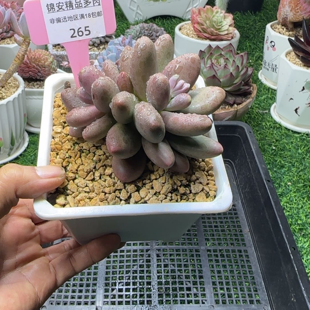 锦安精品多肉265