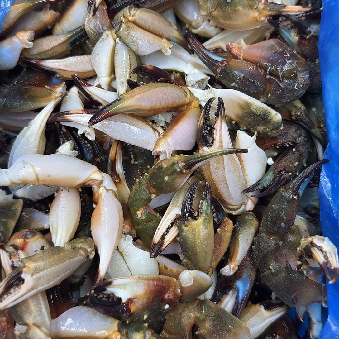 中国大陆大连花盖钳子3斤顺丰包邮