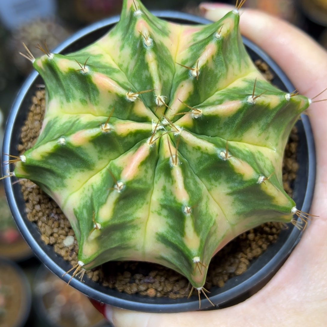 泰系米哈锦，实生带盆土发货