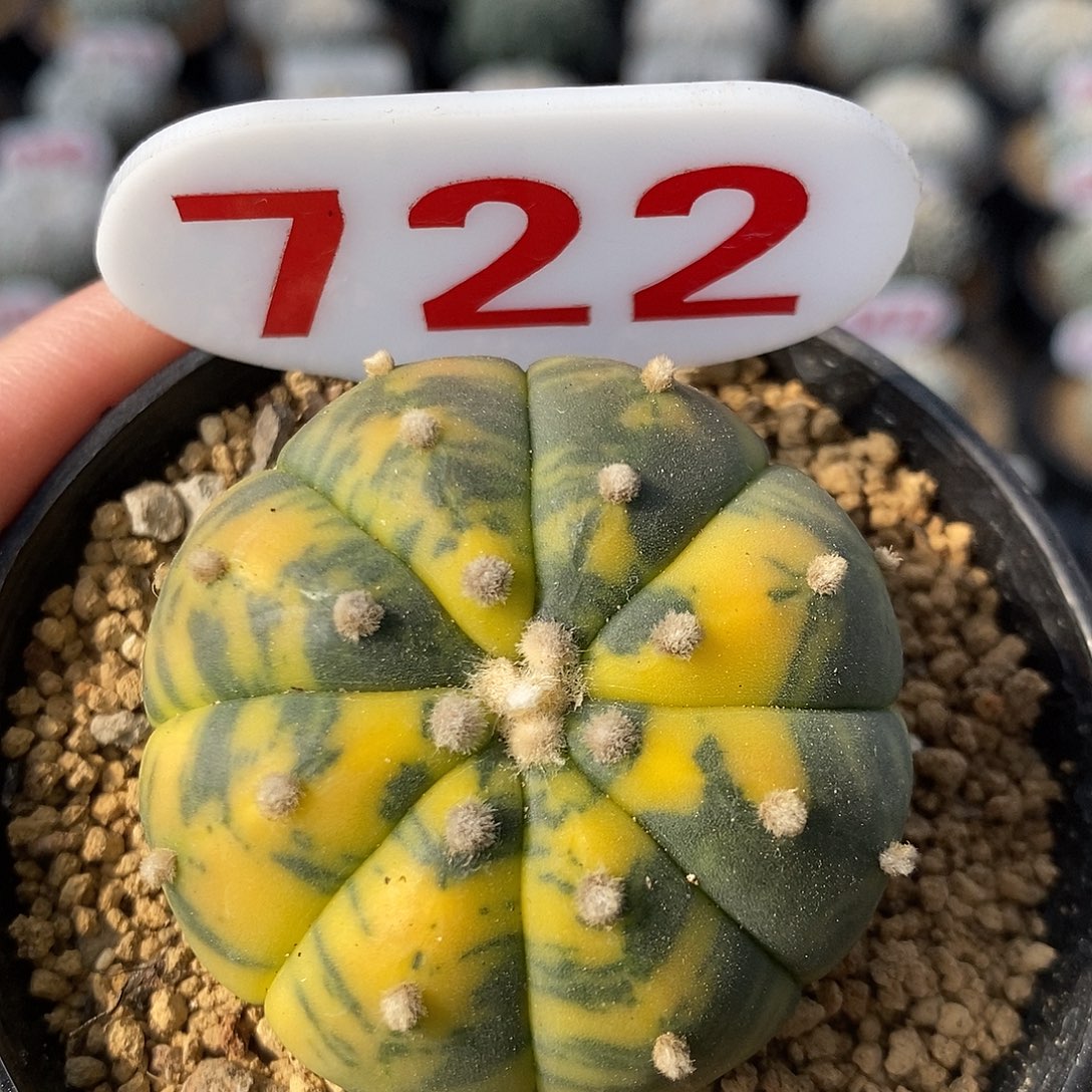 722兜锦系列福利来