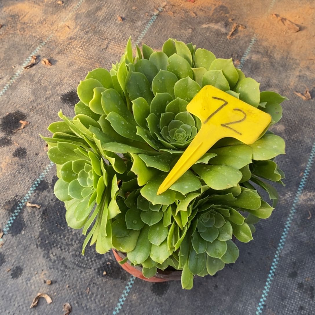 红陶72绿玫瑰。  