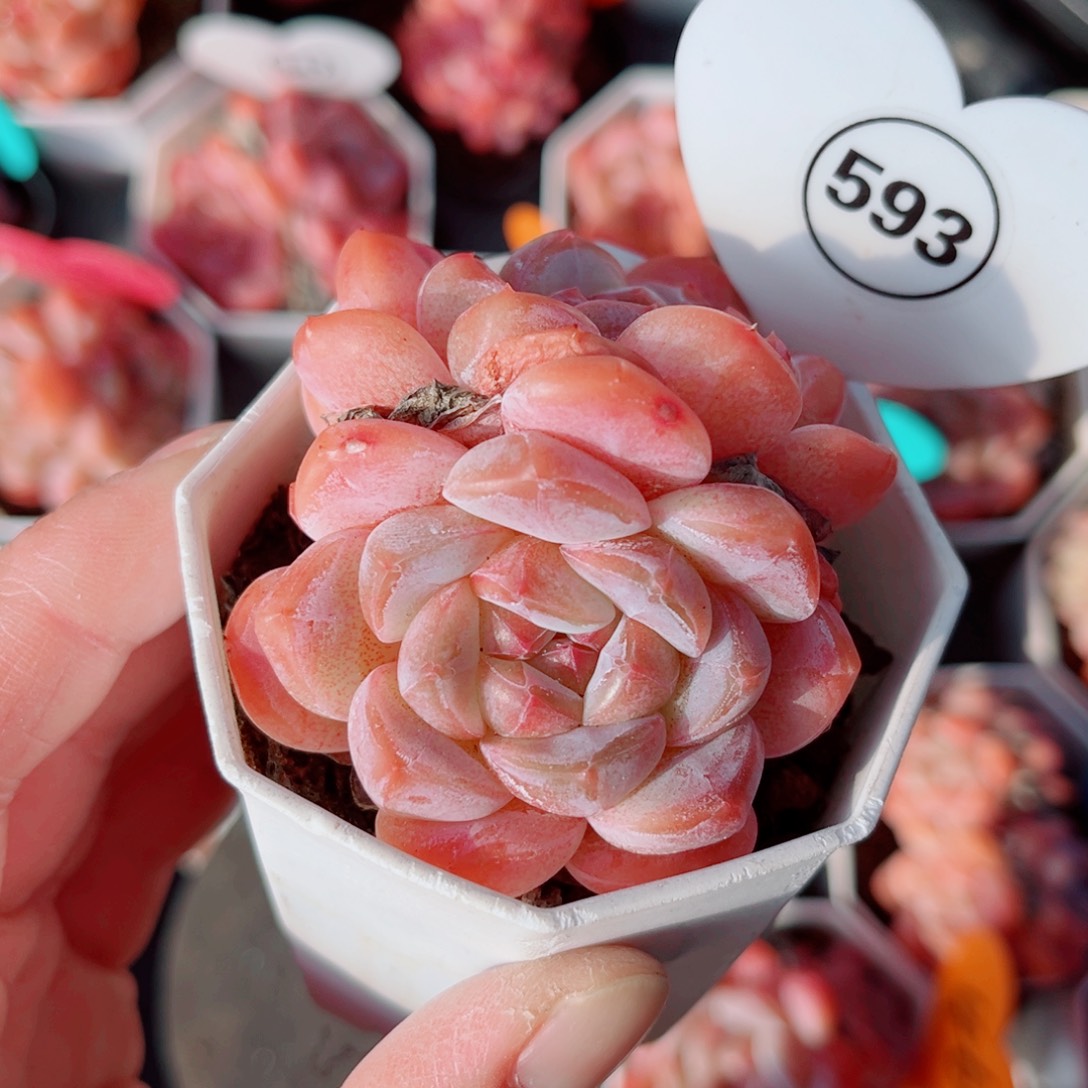 593号小老桩糖心双头