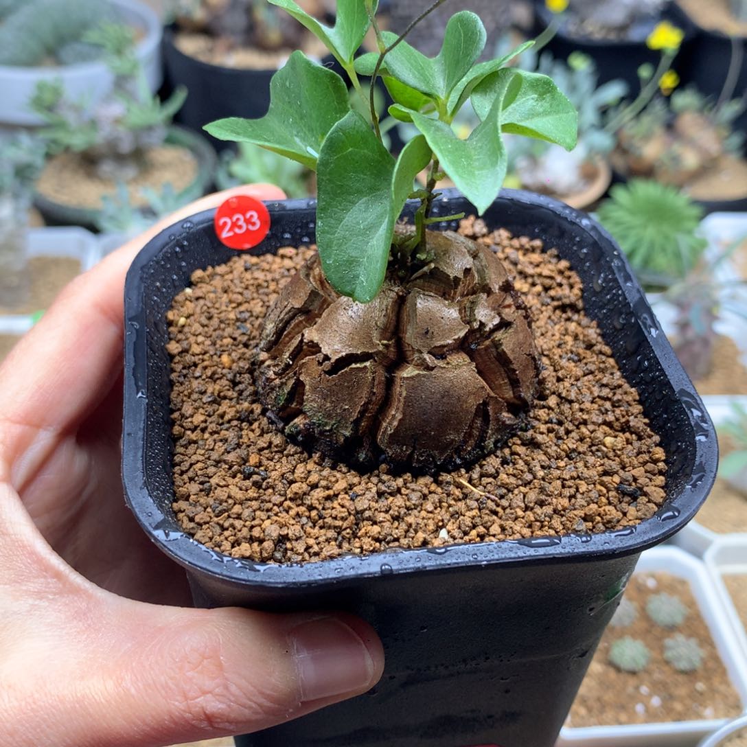 南非龟甲龙带盆4.5cm
