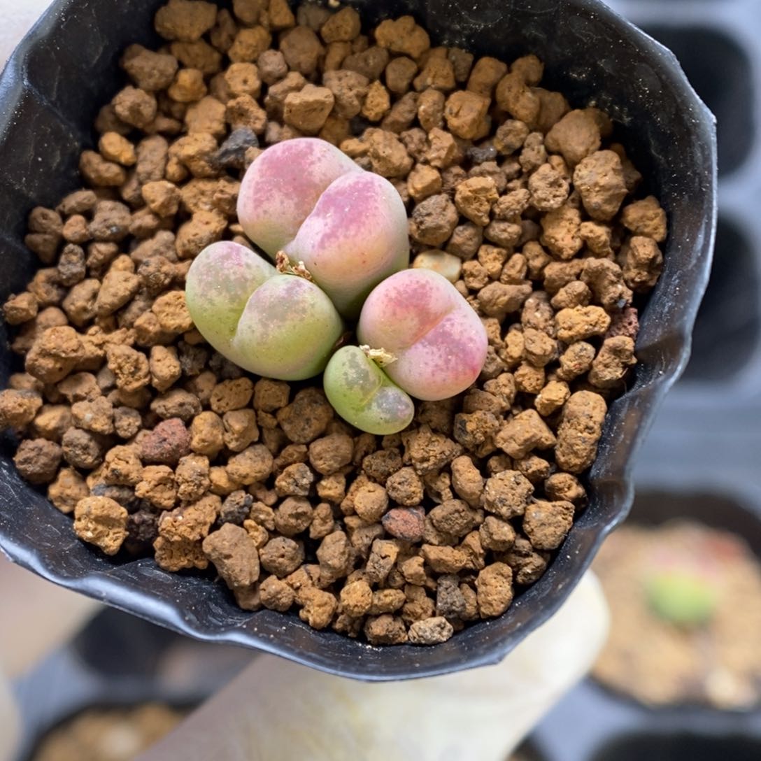 多肉植物肉锥杂交K-3355 风铃杂 奶油粉