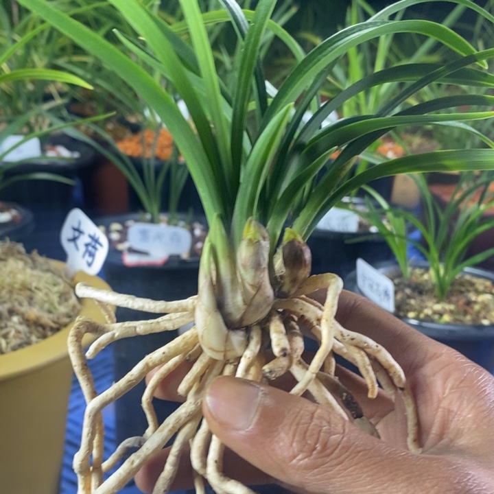 掌上明珠龙头子母