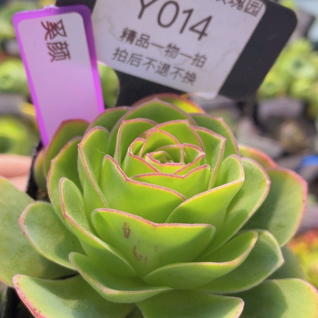 奚颜014一物一拍