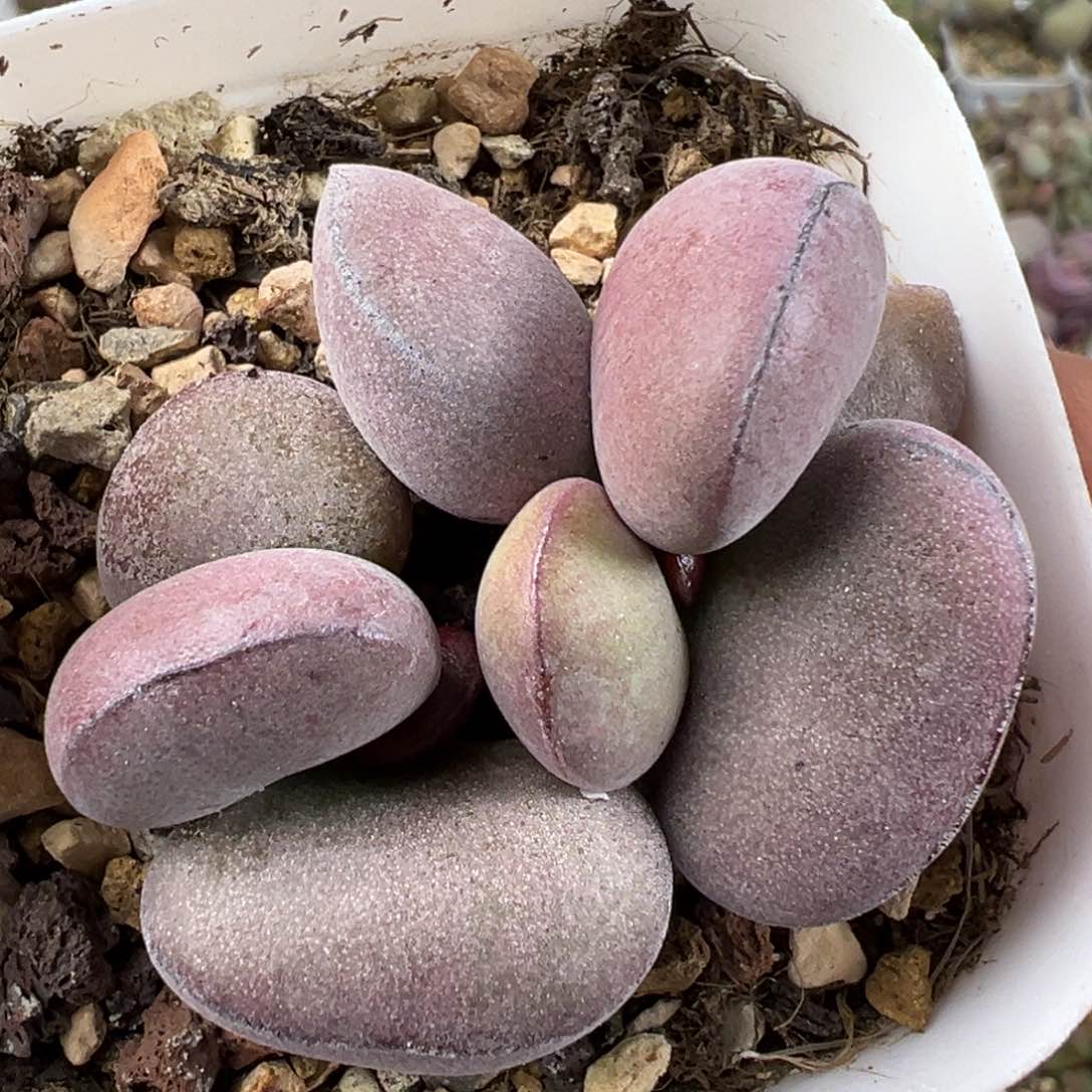 球球紫蛋多肉植物水泡