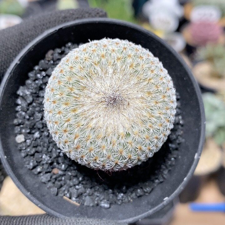 323号实生月世界3.7cm