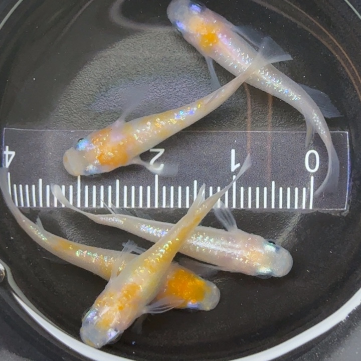 青鳉鱼粉王华6号青鳉