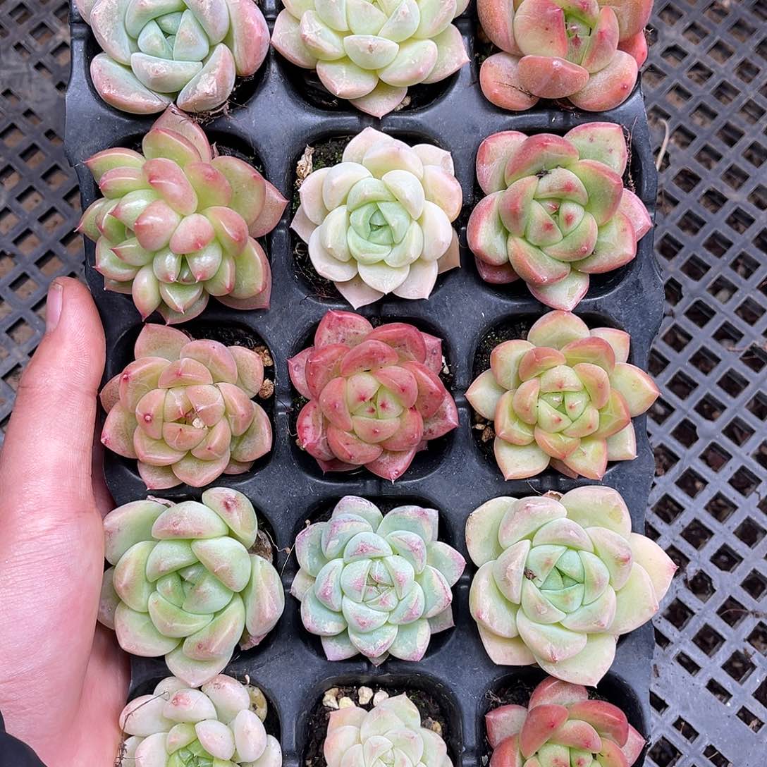 多肉一物一拍13-99