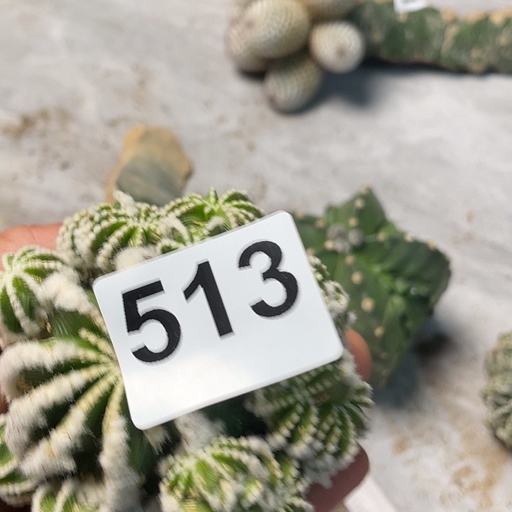 ௸*** 513花龙一个群仙人球