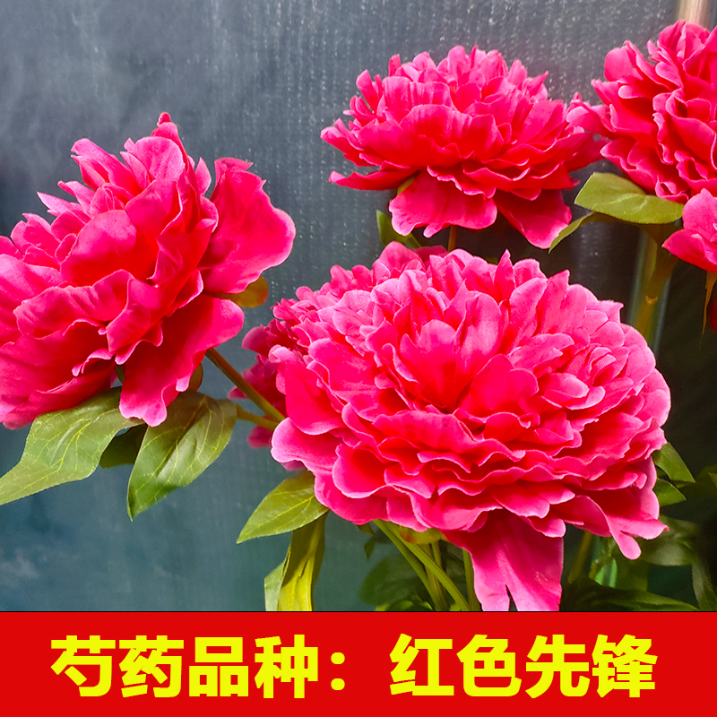 精品芍药花苗 红色先锋 庭院地栽盆栽开花大花期长易养活