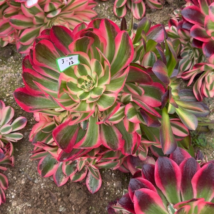 香妃花脸多肉植物12