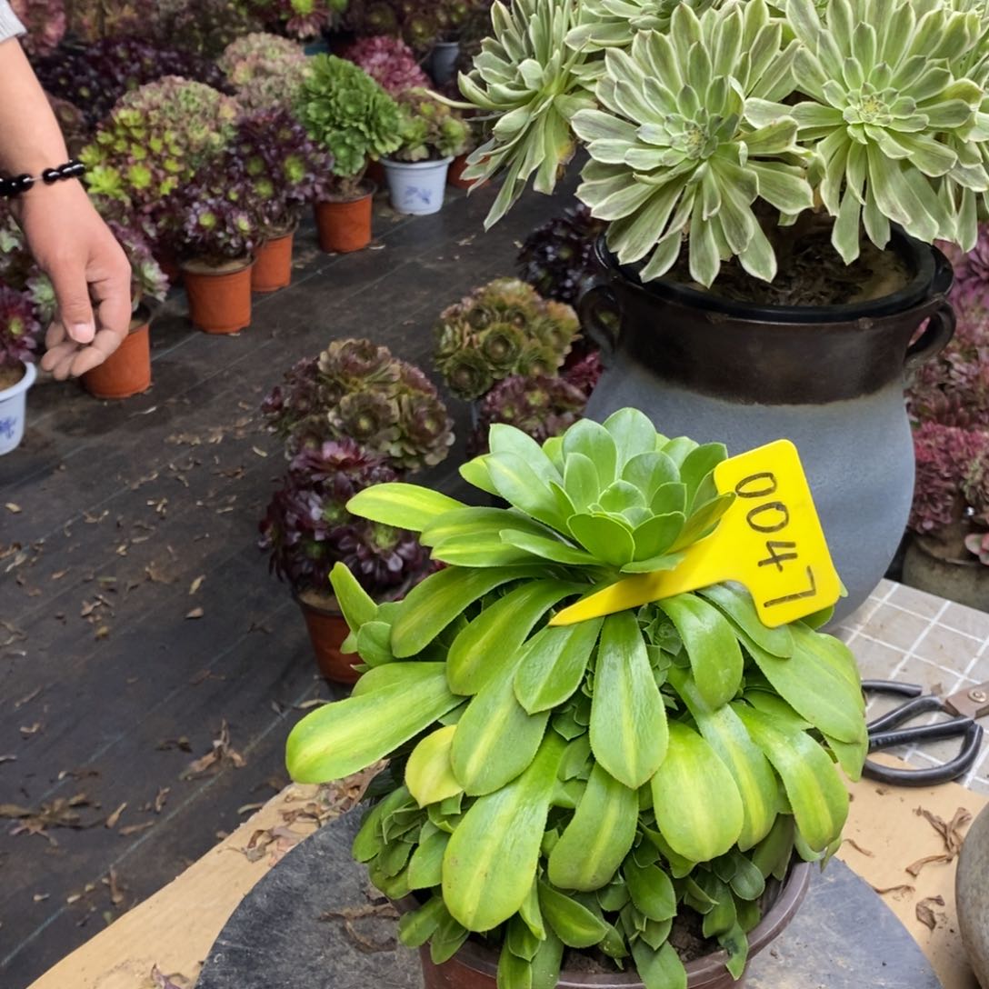 红陶0047绿玫瑰11