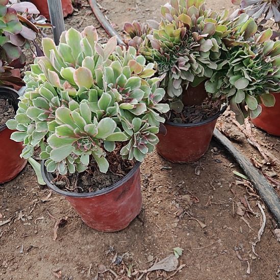 两颗法师加急发货38