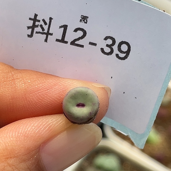 12-39嘴多肉植物肉锥