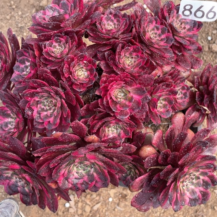 866多肉植物红金刚
