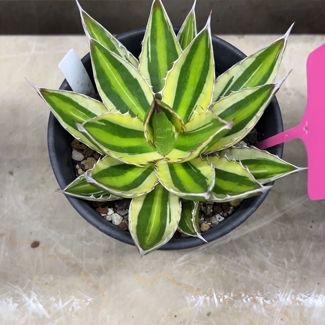 五色万代一物一拍偏远不包邮不退不换