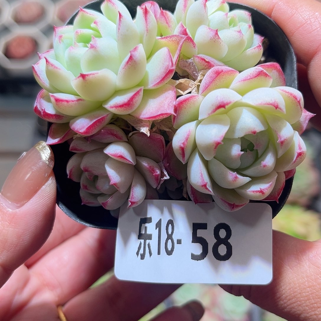 乐18-58 女王不包整