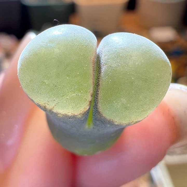 815。 优选四年母本b23.   