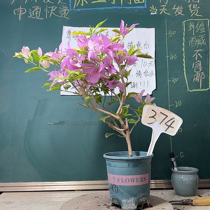 完全开放金斑叶新加坡大宫粉374