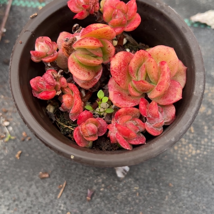 冰玫瑰锦多肉散22