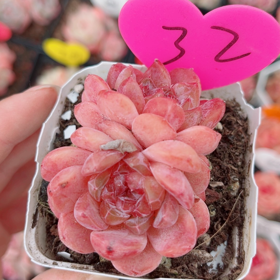 32号小老桩糖心双头