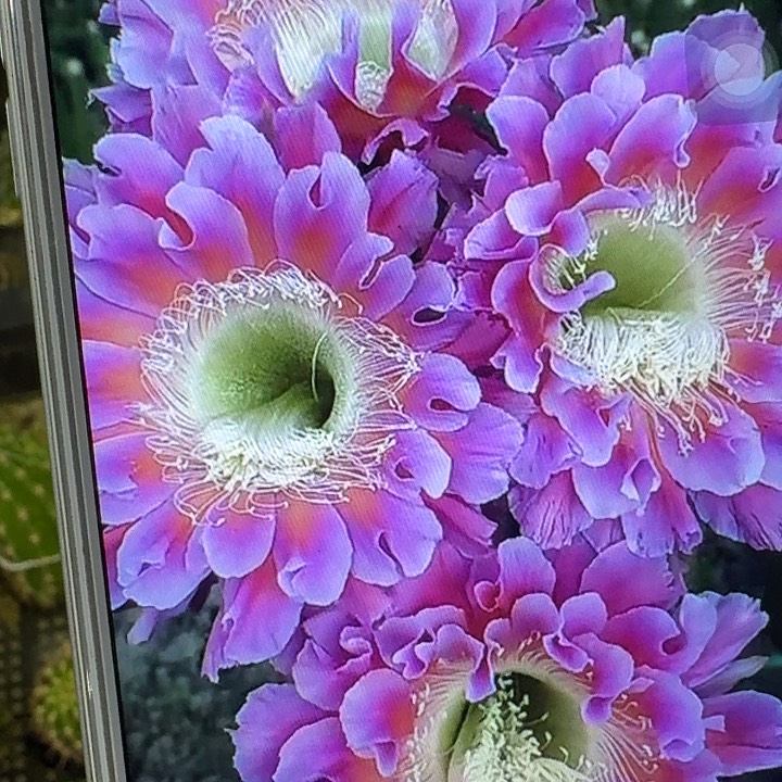 云羽侧芽4公分彩草