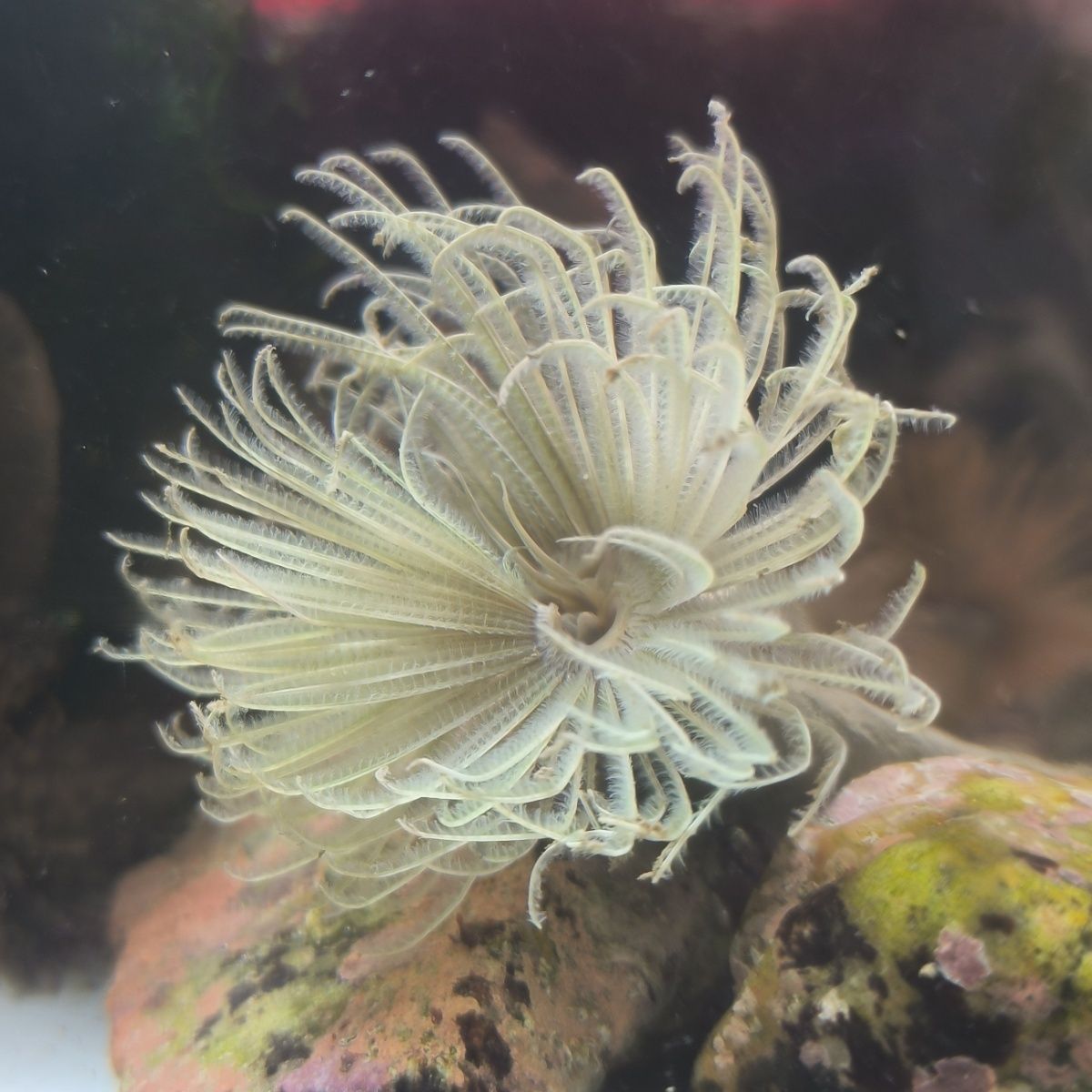海缸海宠 大花软管虫新手简单易养一只包邮 海缸装饰造景