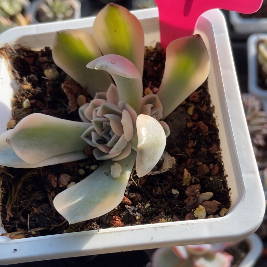 54汉堡锦多肉植物