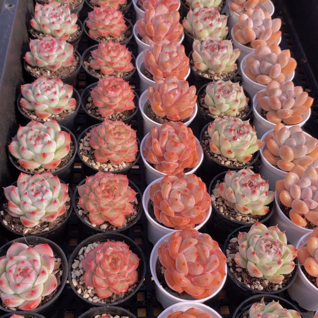 量拍82号 精美组合多肉单头5个