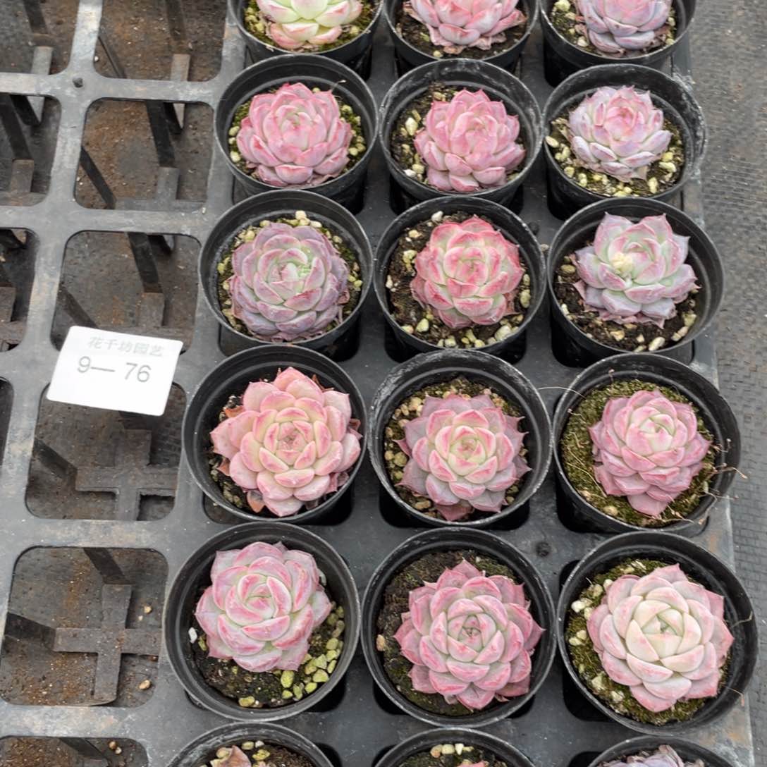 一物一拍18棵9-76