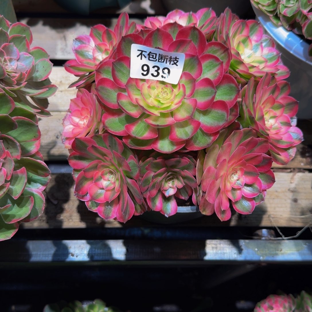 涅***）939多肉植物法师号