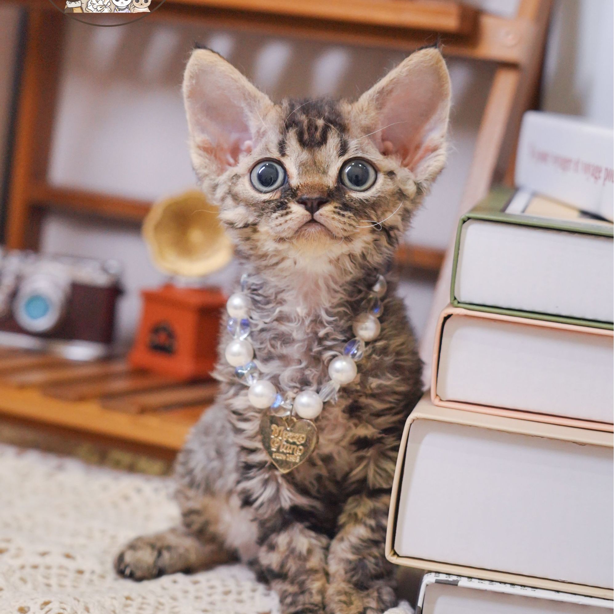 虎斑弟弟 2个月 德文卷毛猫