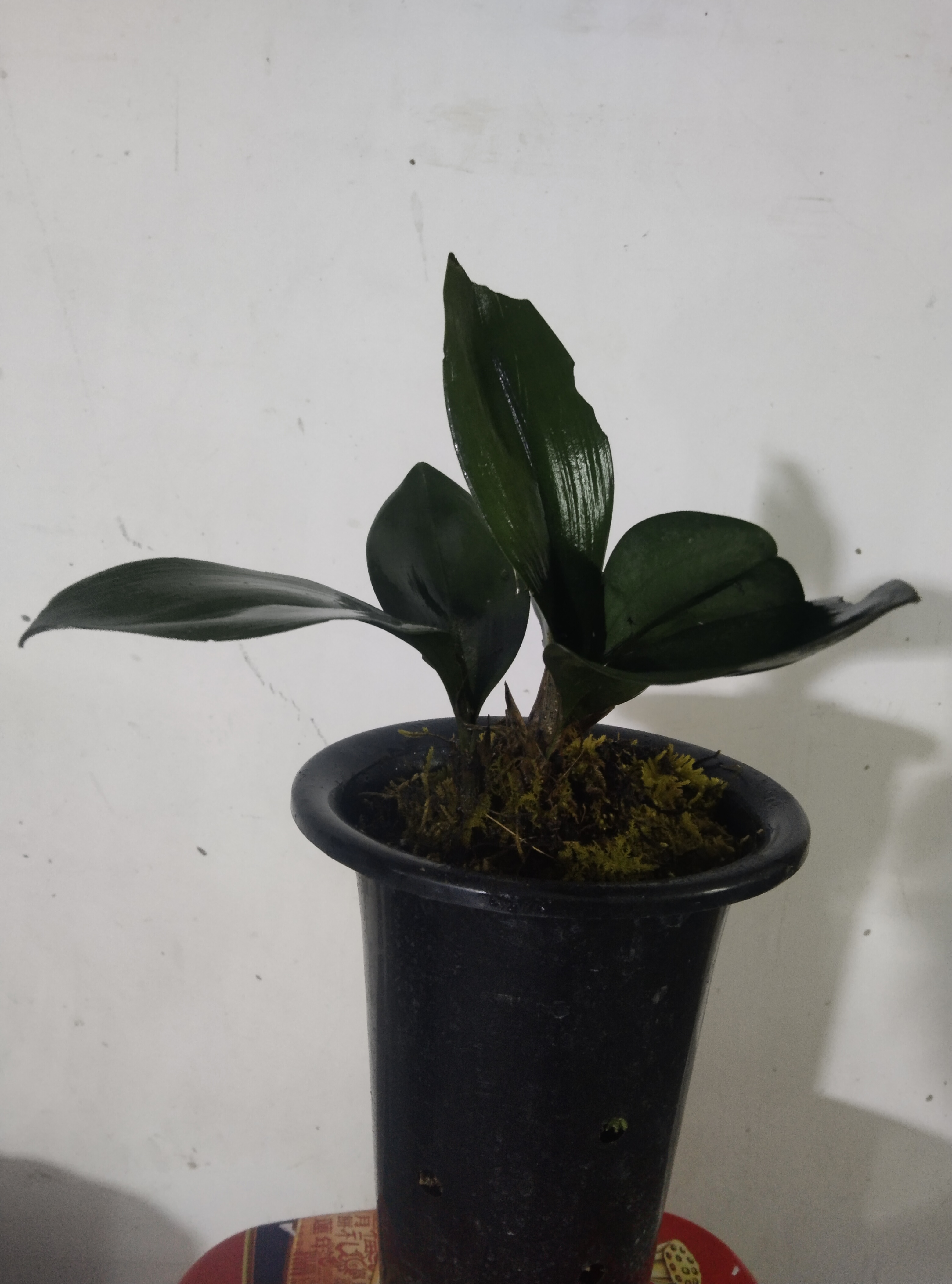 精品磨砂兔花卉盆景花色美丽出价叶面绿色貌美兔耳兰兰花