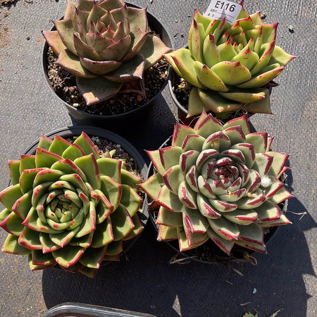 若如东云多肉E116