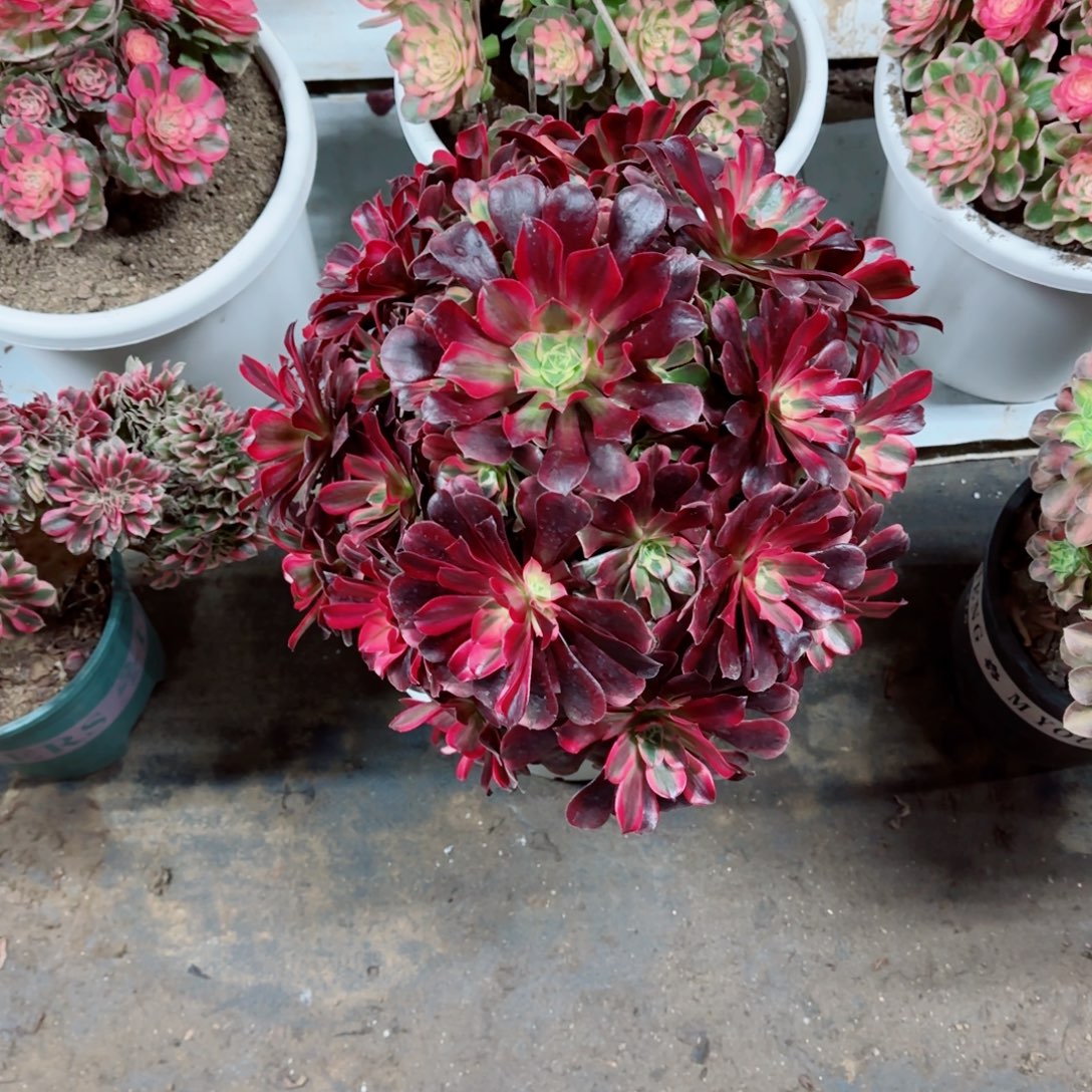 钱***多美杜莎，多肉植物生长速度