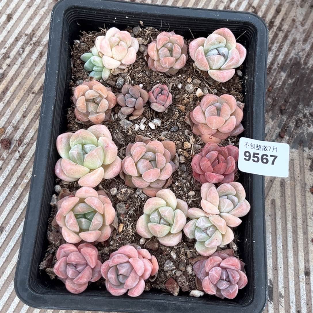 阿雅园艺。      9567