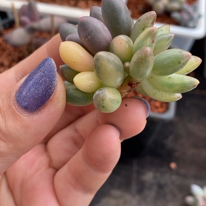 婴儿手指锦多肉植物