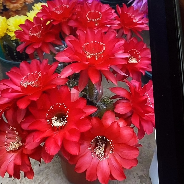 美唤仙人球一棵红花