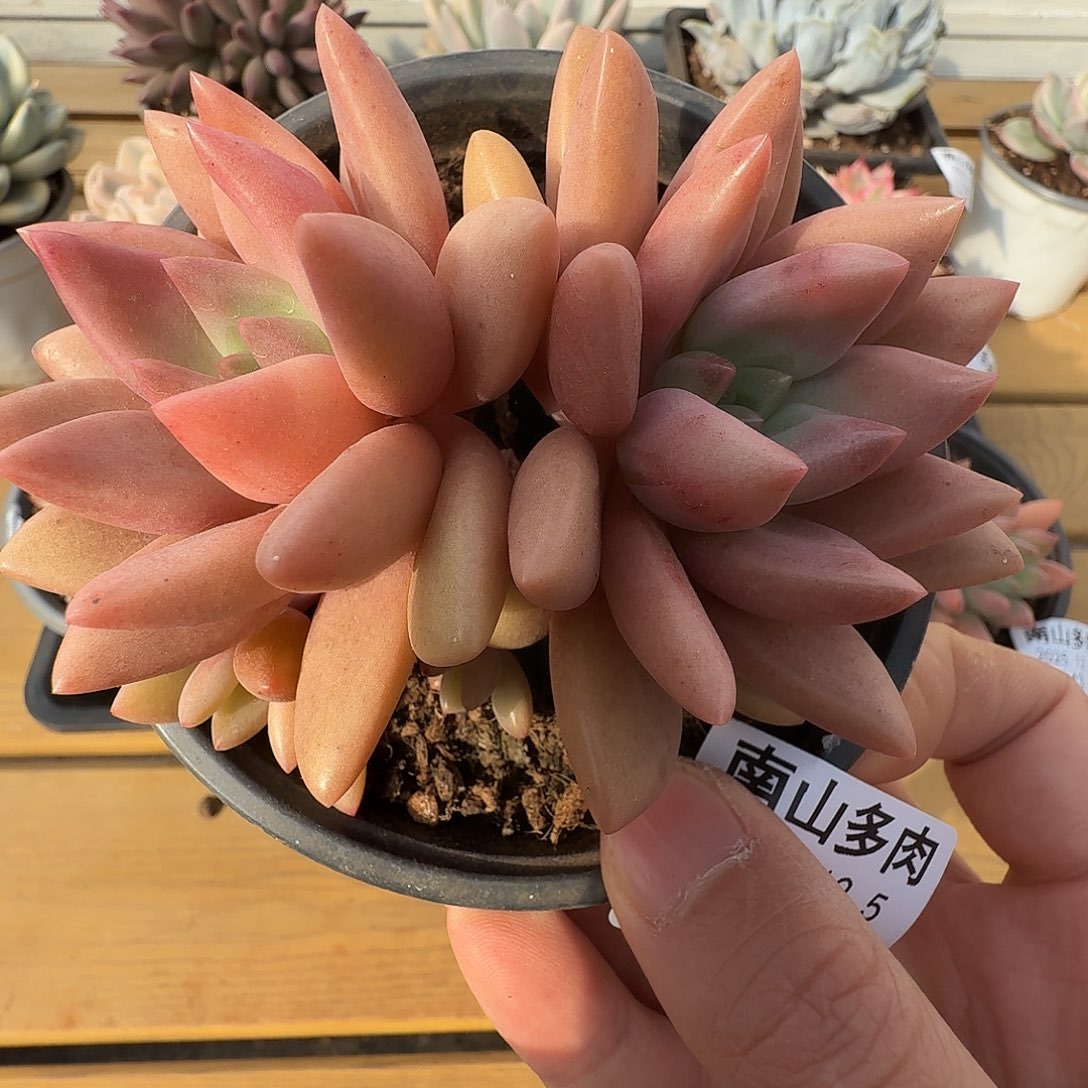 知音11111111125-147