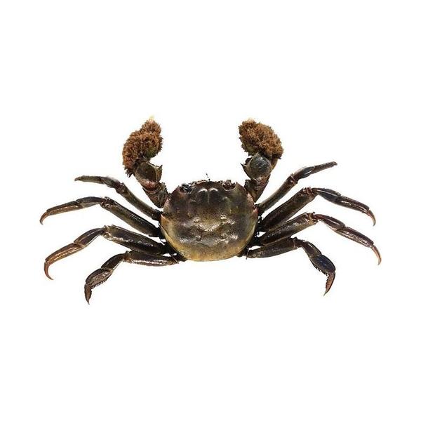 河蟹100元3斤包配送