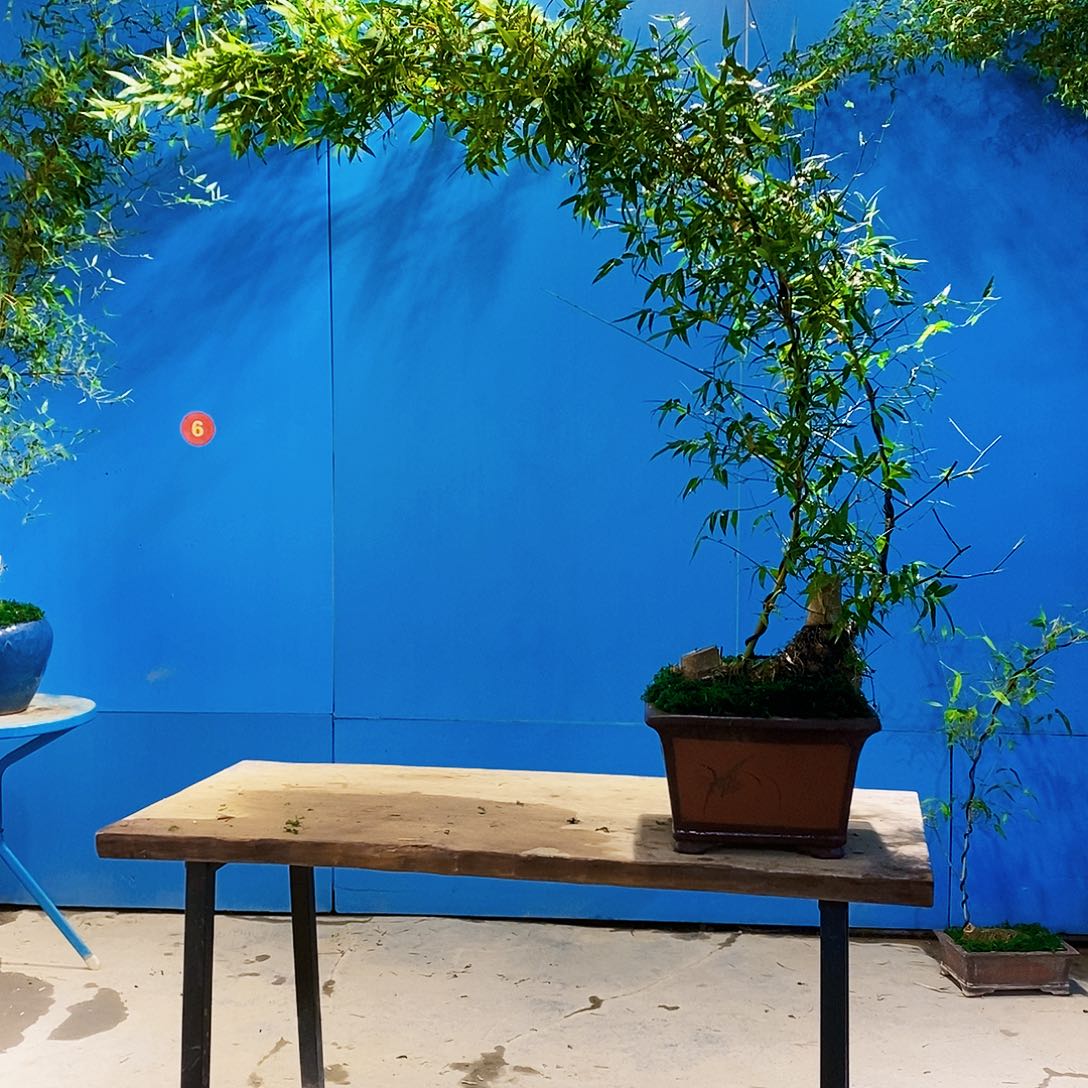 差****0小叶簕竹一物一拍