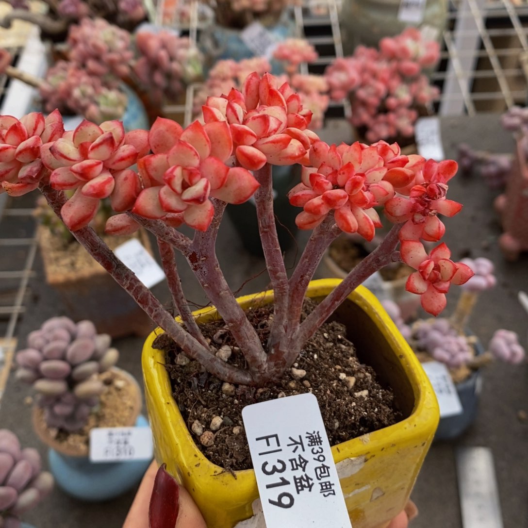 探戈缀319/9cm多肉