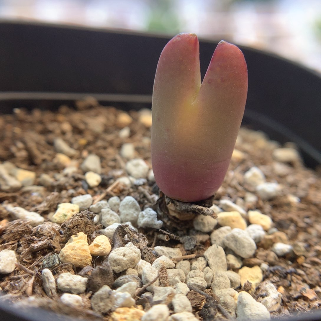 纷纷的皮卡丘 肉锥植物